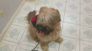 Briard Getting Ready for His Walk [upl. by Robinette]