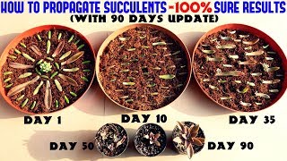 Propagate Succulents Like a PROFull Information [upl. by Nneb]