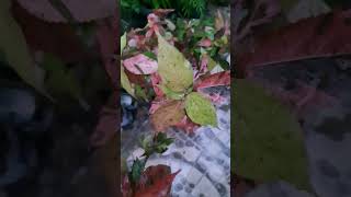 Acalypha plant viralvideo mygarden gradening gardeningvideo lovely youtubeshorts lovely in [upl. by Lagiba]