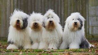 Old English Sheepdog vs Great Pyrenees Breed Comparison [upl. by Rodl]