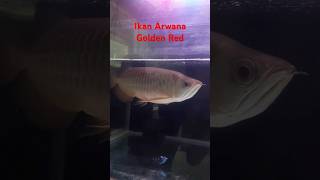 Ikan Arwana Golden Red  Sceleropages formosus  ikan ikanhias arwana goldenred [upl. by Asnerek]