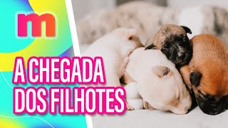 Dicas para receber os FILHOTES em CASA  Mulheres 191023 [upl. by Adnal]