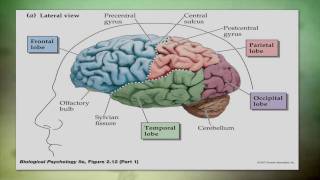 Overview of Traumatic Brain Injury TBI [upl. by Isidore]