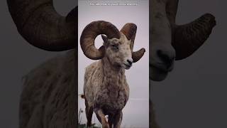 Bighorn Sheep का दिमाग हिलता क्यों नहीं By Wild Adventures [upl. by Yuji]