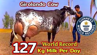 World Record Highest Milking GIROLANDO Cow 127 KG  Guinness World Record  Full Detailed Video [upl. by Ianthe832]