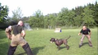 Perro de Presa Canario Vendetta de la Arena Protection Work AtributTest Dogo Schutzdienst [upl. by Ciredec94]