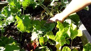 Harvesting Arugula [upl. by Nilatak]