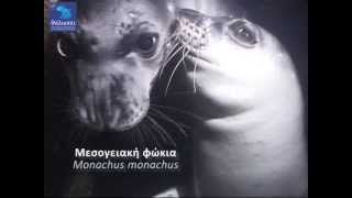 Μεσογειακή φώκια  Mediterranean monk seal [upl. by Naul]