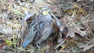 Talking Female Bobwhite Quail [upl. by Vikki]