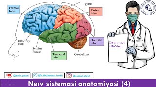 Cerebrum [upl. by Ane394]