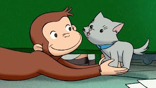 ジョージ、子猫の世話をする 🐵 おさるのジョージ [upl. by Enilram]