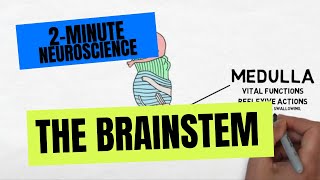 2Minute Neuroscience The Brainstem [upl. by Danforth170]