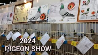 Expo Houten Pigeon Show Holland Racing Pigeon [upl. by Cassie227]