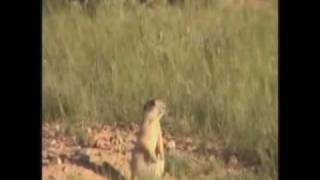 Dramatic prairie dog on Varmint Grenade [upl. by Eiramnaej354]