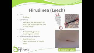 Leech Hirudinea Key ID Features [upl. by Mcspadden]