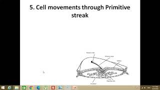 Gastrulation in chick L2 [upl. by Etyam]