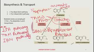 Auxin BiosynthesisTransportPlant Hormones CUETPGGATEIITJAM [upl. by Jackqueline]