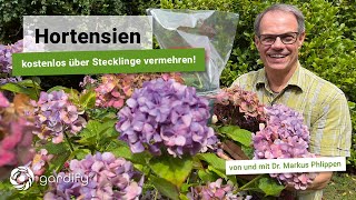 Hortensien  kostenlos über Stecklinge vermehren Bauernhortensien Hydrangea  gardify tipps [upl. by Jonathan]