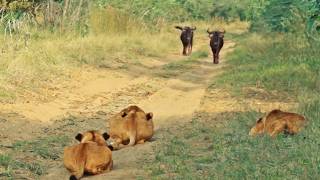 Wildebeest Walks Right Into Lions [upl. by Swift425]