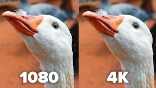 Can YOU see any difference 1080 vs 4K revisited [upl. by Sacha]