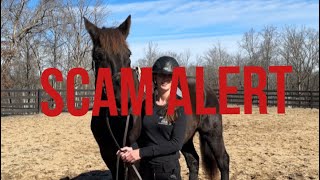 Confronting the person who’s been stealing our horses and scamming people [upl. by Eivod]