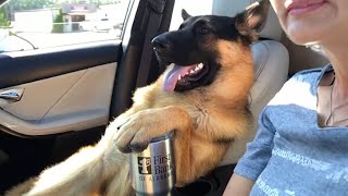 German Shepherds thinks hes my boss 😱 FUNNIEST Dogs [upl. by Georglana]