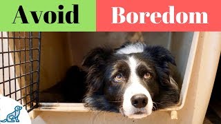 Activities For Dogs On Crate Rest  Professional Dog Training Tips [upl. by Swor420]