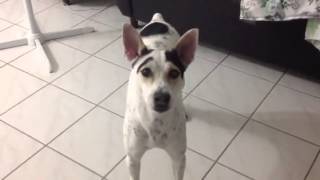 My female dog barking an moving tail [upl. by Brawley]