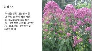 280 자주색 ​​Joe Pye 잡초 Queen of the meadow [upl. by Menides]