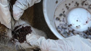 Removing ticks from a poor dog at country side 2020 [upl. by Netsoj]