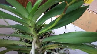 Unbox  Order Online Anggrek  Renanthera Orchid amp Neofinetia Falcata Vanda Falcata [upl. by Atolrac2]