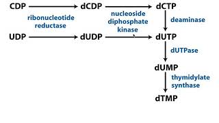 Nucleotide Metabolism  Complicated Conversion of CTPUTP to Thymine [upl. by Harve]