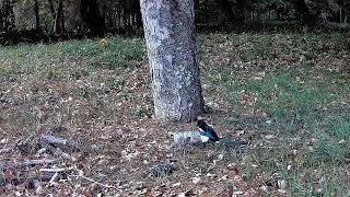 Ep 9 Oct 12th 2022 Garden Visitors The Magpies and the Walnuts [upl. by Yeliw]