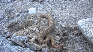 Tiger Rattlesnake in the Maricopa Mountains Arizona [upl. by Acirahs]