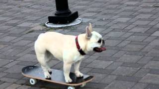 Saba  Skateboarding French Bulldog  4 [upl. by Anaya]