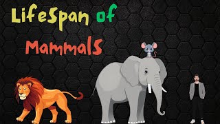 LIFESPAN OF MAMMALS  KIDS FUN LEARNING [upl. by Ehsiom]