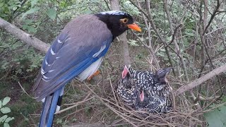 Day3Bird parasitism there are 4 Koels parasitizing in the birds nest can you see the difference [upl. by Terrill151]