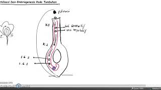 fertilisasi dan embriogenesis  part 1pertumbuhanperkembangantanaman biologi [upl. by Lowis]