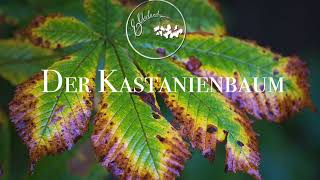 Elderland  Der Kastanienbaum [upl. by Rolando]