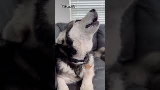 Giant Huskies Wouldn’t Stop Howling husky alaskanmalamute [upl. by Harding]