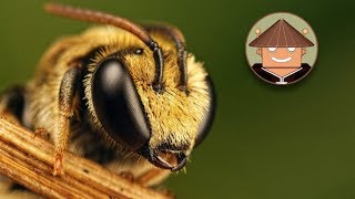 Qué Pasa Con las Abejas l Mini Documental [upl. by Virgina315]