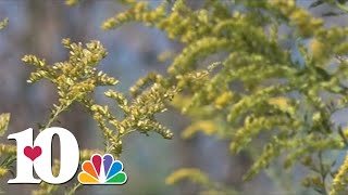 Doctors say they are seeing more people suffer from allergies in dry weather [upl. by Arratoon972]