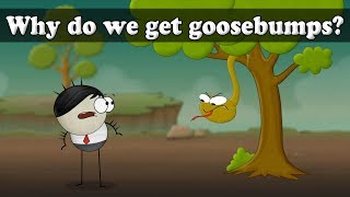 Why do we get Goosebumps  aumsum kids science education children [upl. by Cornela94]