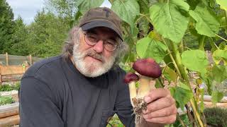 Cultivating and Cooking Garden Giants with Paul Stamets [upl. by Ianteen]