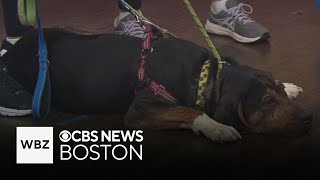 Three dogs from Massachusetts shelter looking for new homes [upl. by Nalad]