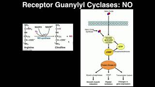 Biosignaling  Receptor Guanylyl Cyclases amp Nitric Oxide [upl. by Ahsiya]