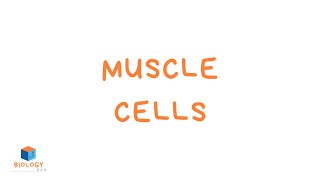 Muscle Cells KS3 Specialised Cells  Muscle Cell Adaptations [upl. by O'Kelly854]