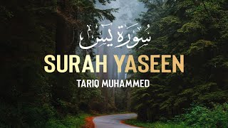 Surah Yaseen Qari Tariq Muhammed سوره یس القاری طارق محمد [upl. by Arabella]