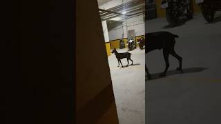 Otoparkta Doberman kovaladı 😱 dog doberman köpek [upl. by Aimo]