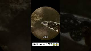 Lamb is beautiful at 400x under a microscope underthemicroscope microscope science shorts [upl. by Revart]